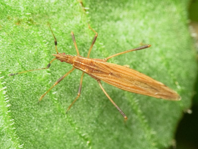 Berytinus (Lizinus) montivagus (Meyer-Dur, 1841)